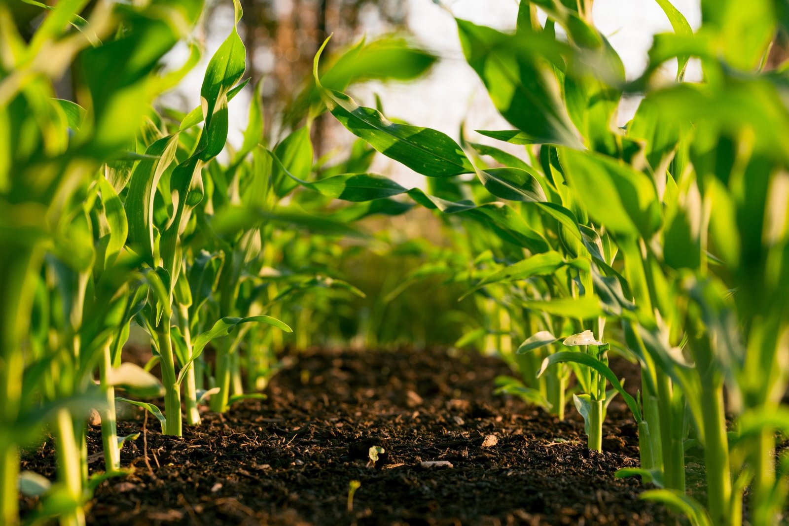 Natural Weed Killer: A Safer and Healthier Alternative