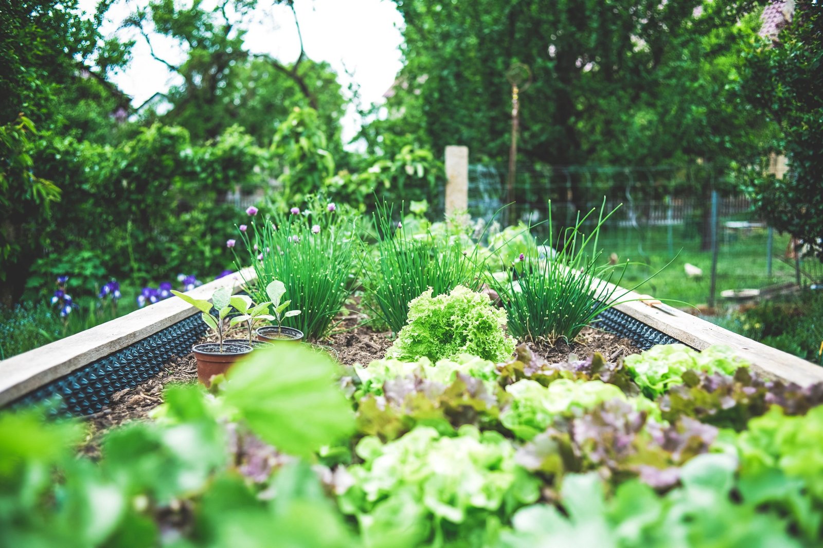 How to Build Raised Garden Beds: A Guide to DIY Gardening