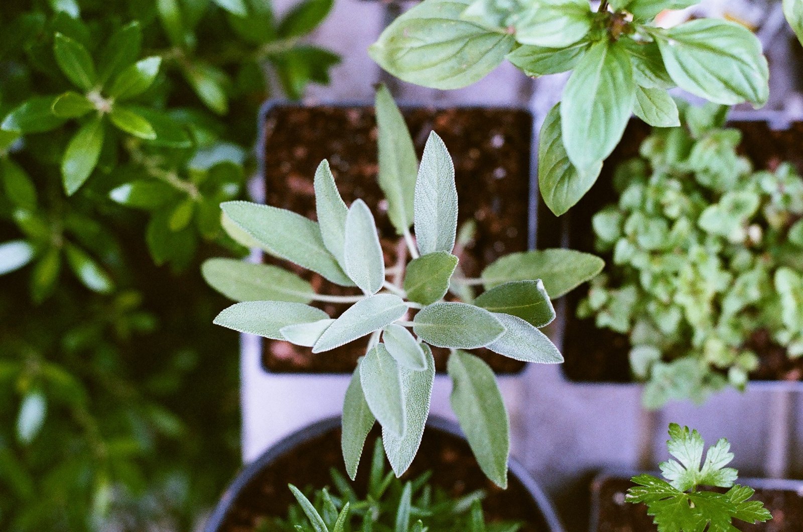 Container Gardening and Small Plots: Maximizing Green Space