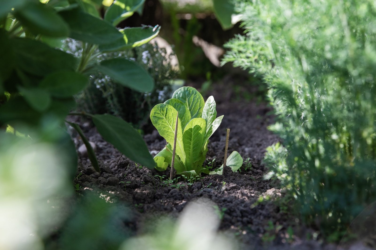 Le compagnonnage ou Culture Associée : Cultiver l’Harmonie et la Productivité dans Votre Jardin