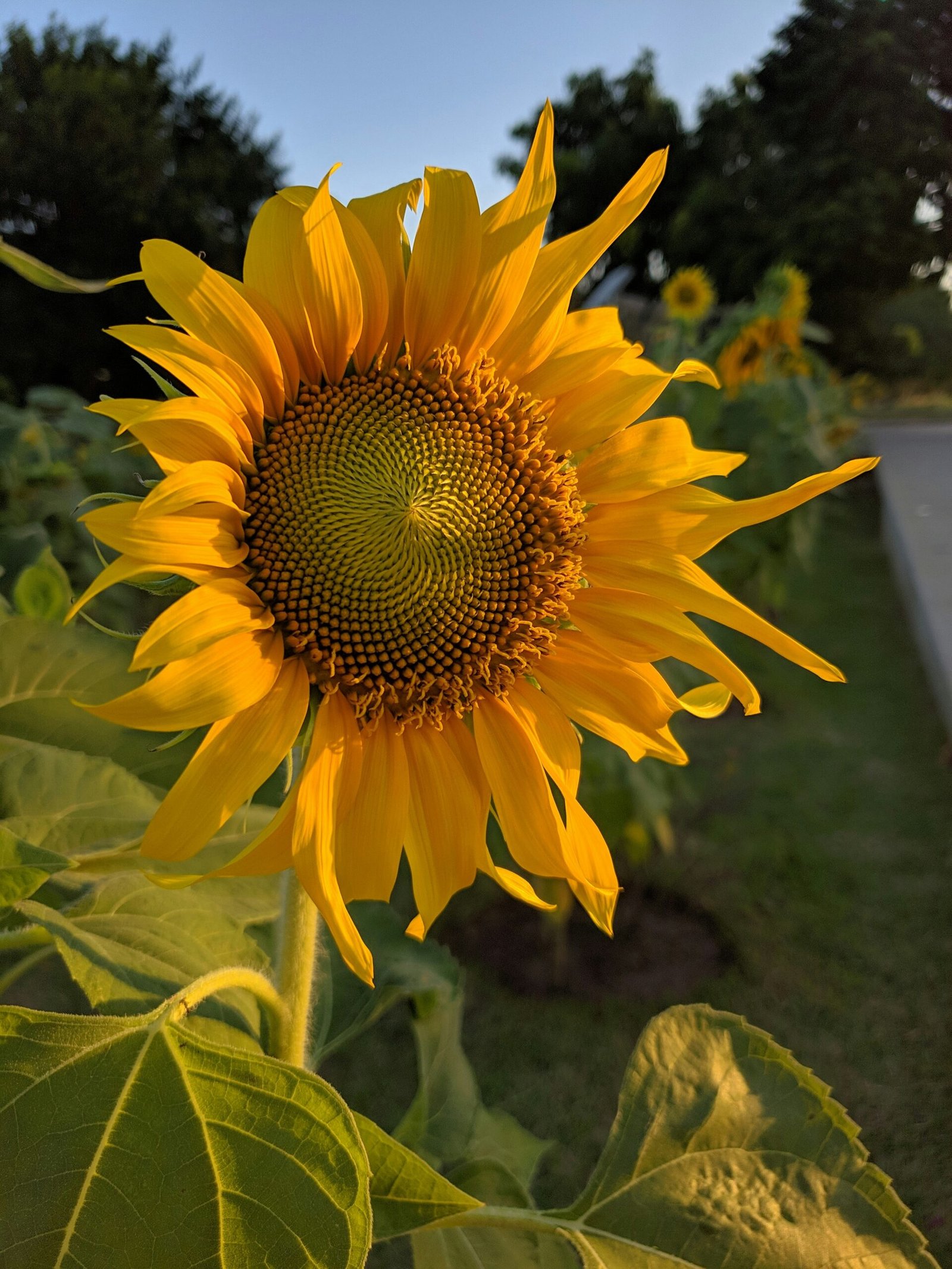 Les Jardins Verticaux : Une Révolution Écologique au Cœur de nos Vies